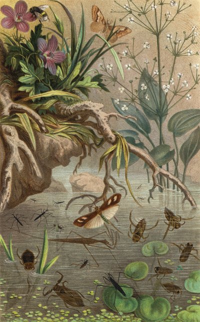 Chinches de agua y zapateros alemanes de European School